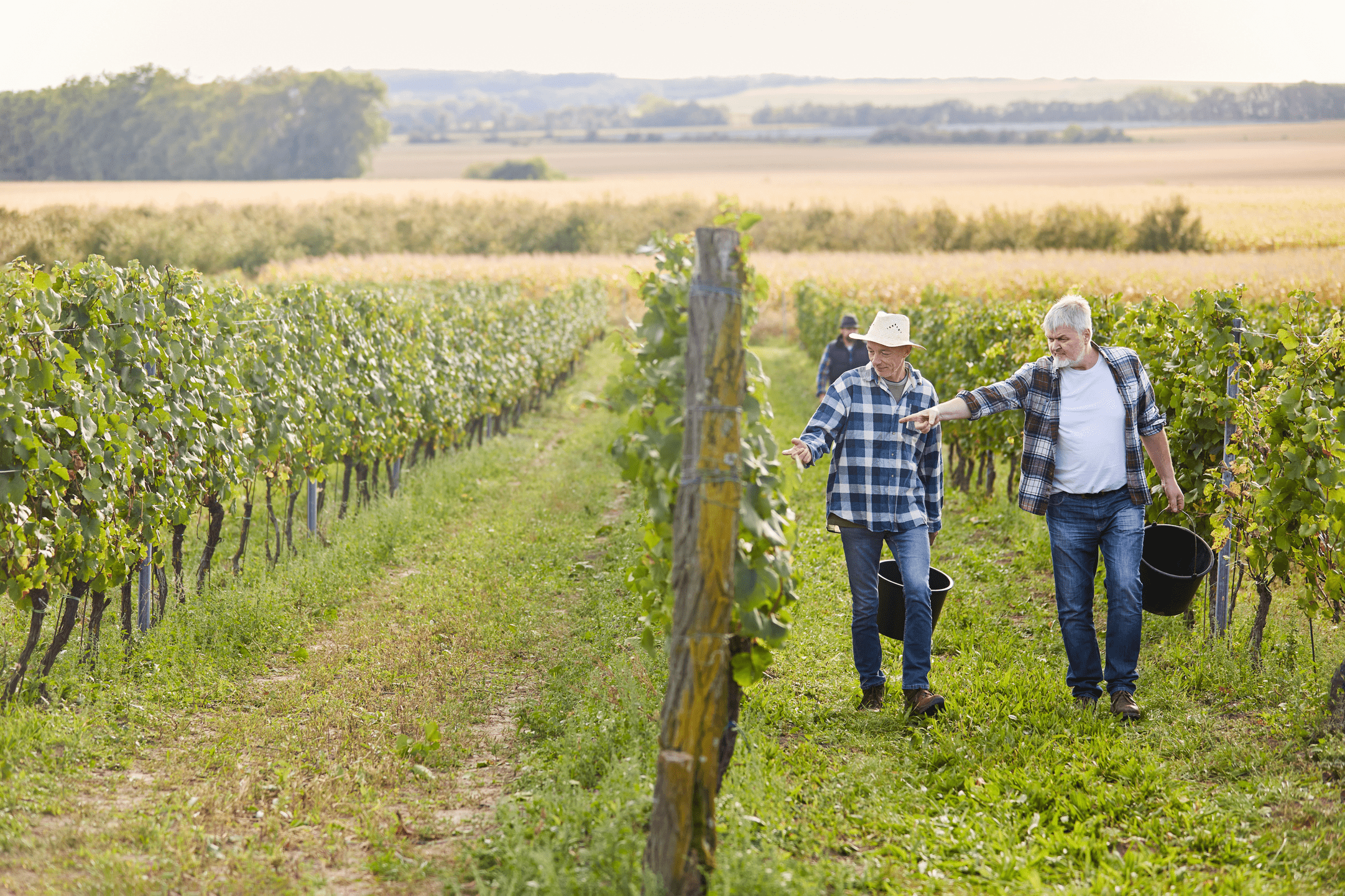 Champs de vigne