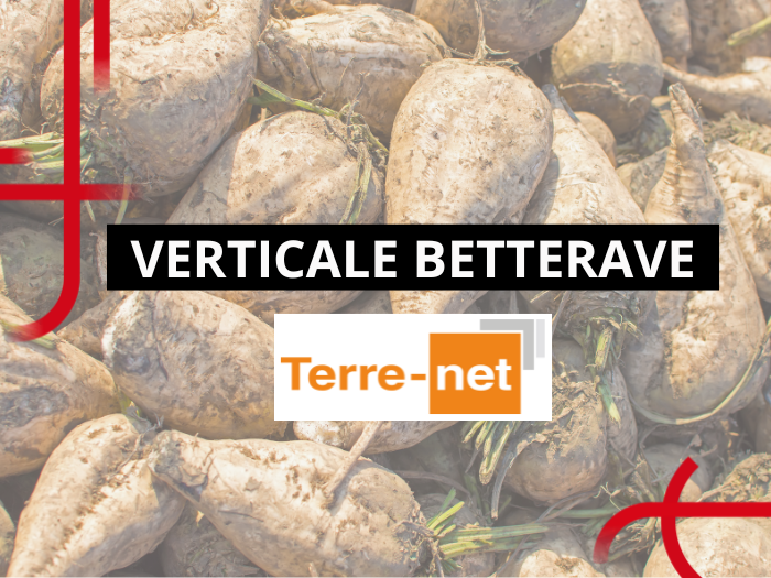 verticale betterave sur Terre-net